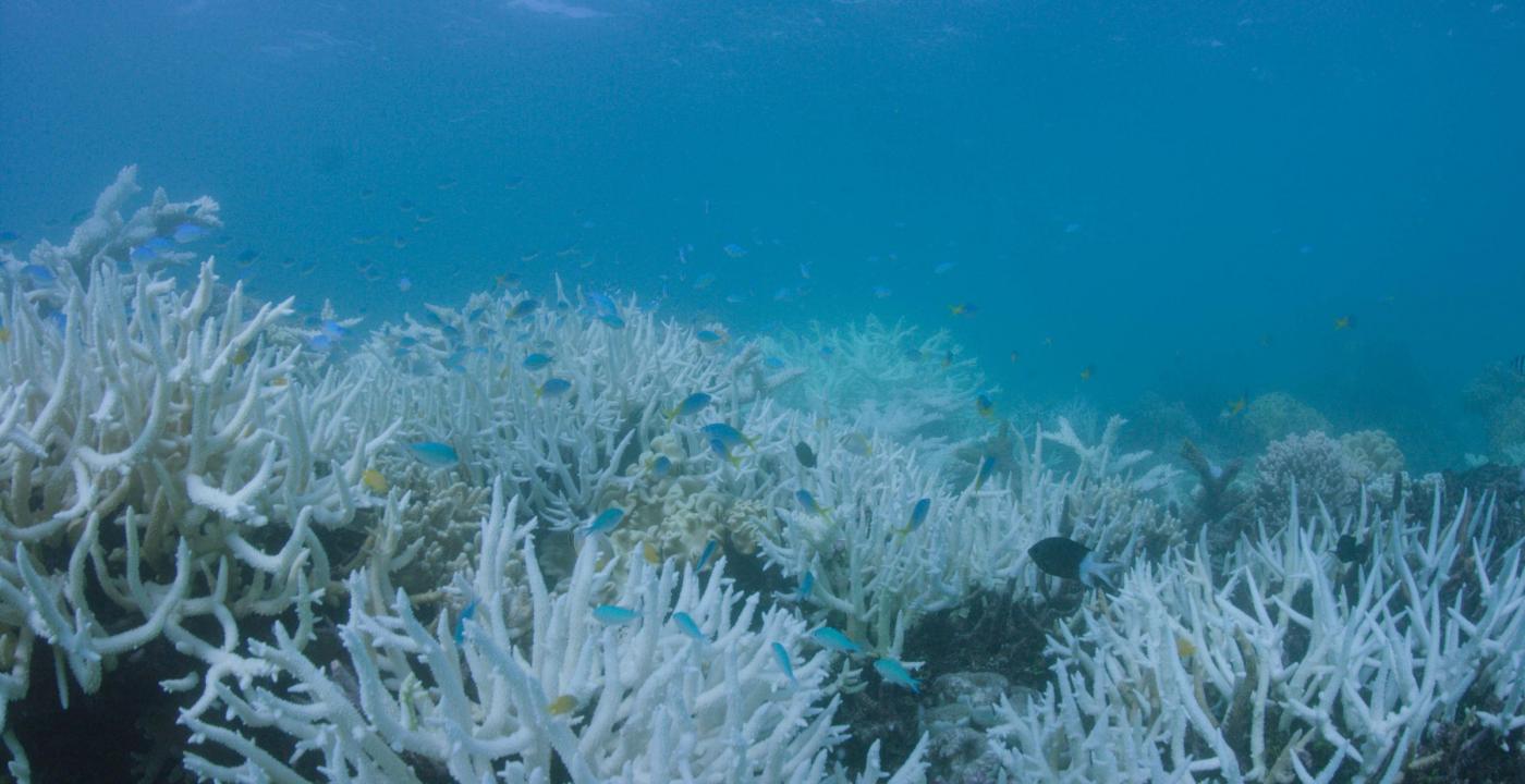 La Grande Barriera corallina australiana è morta: la colpa è del riscaldamento globale