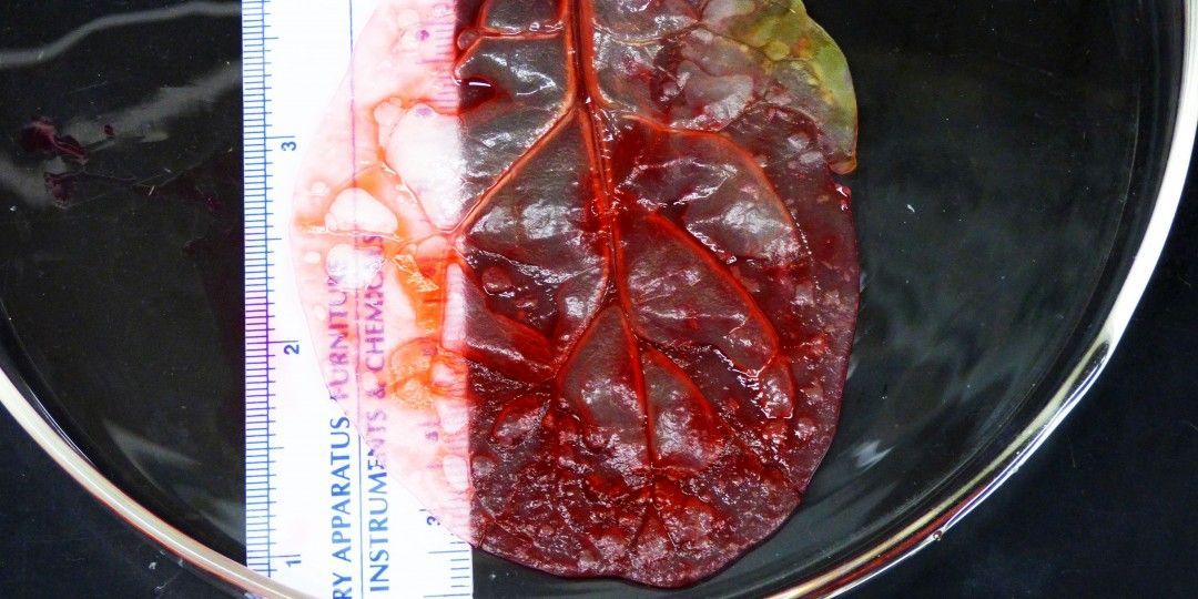 foglia spinaci cuore
