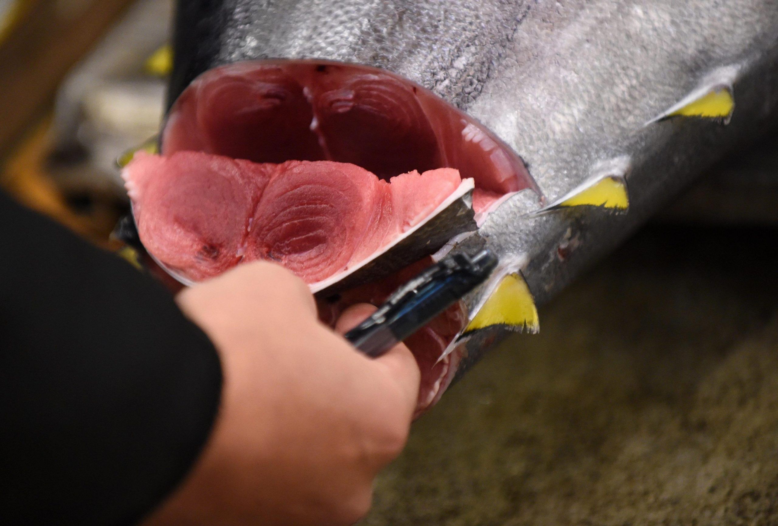 First tuna auction of the year at Tsukiji fish market