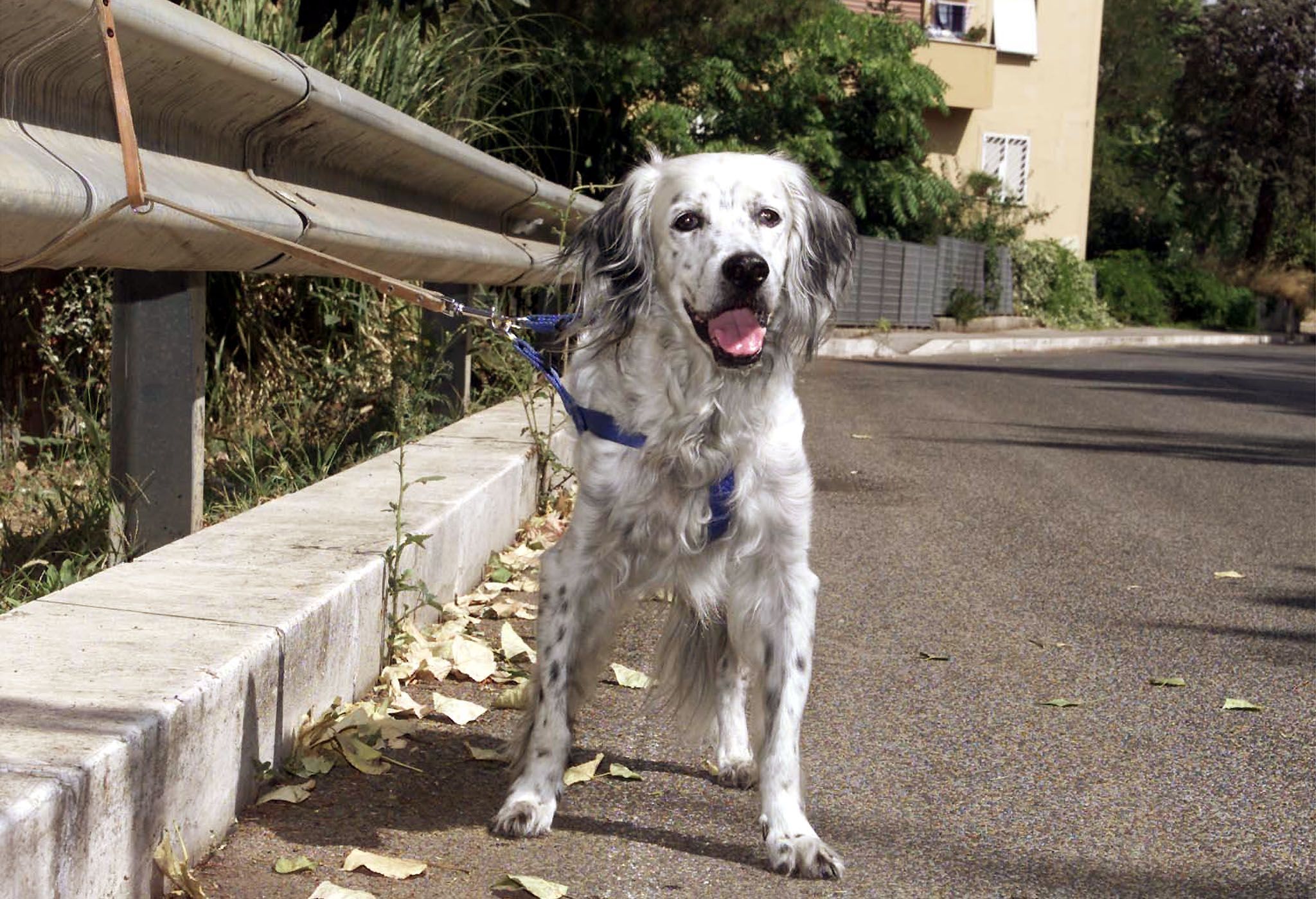 Cani abbandonati: cosa fare e a chi rivolgersi se si trova un cucciolo in autostrada