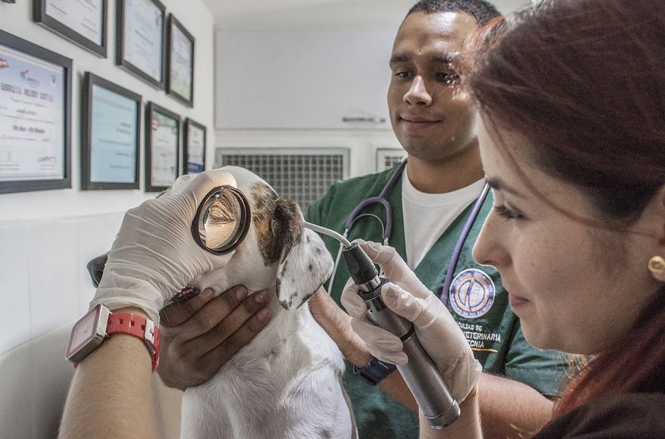Cure veterinarie gratis per famiglie a basso reddito: la proposta parlamentare