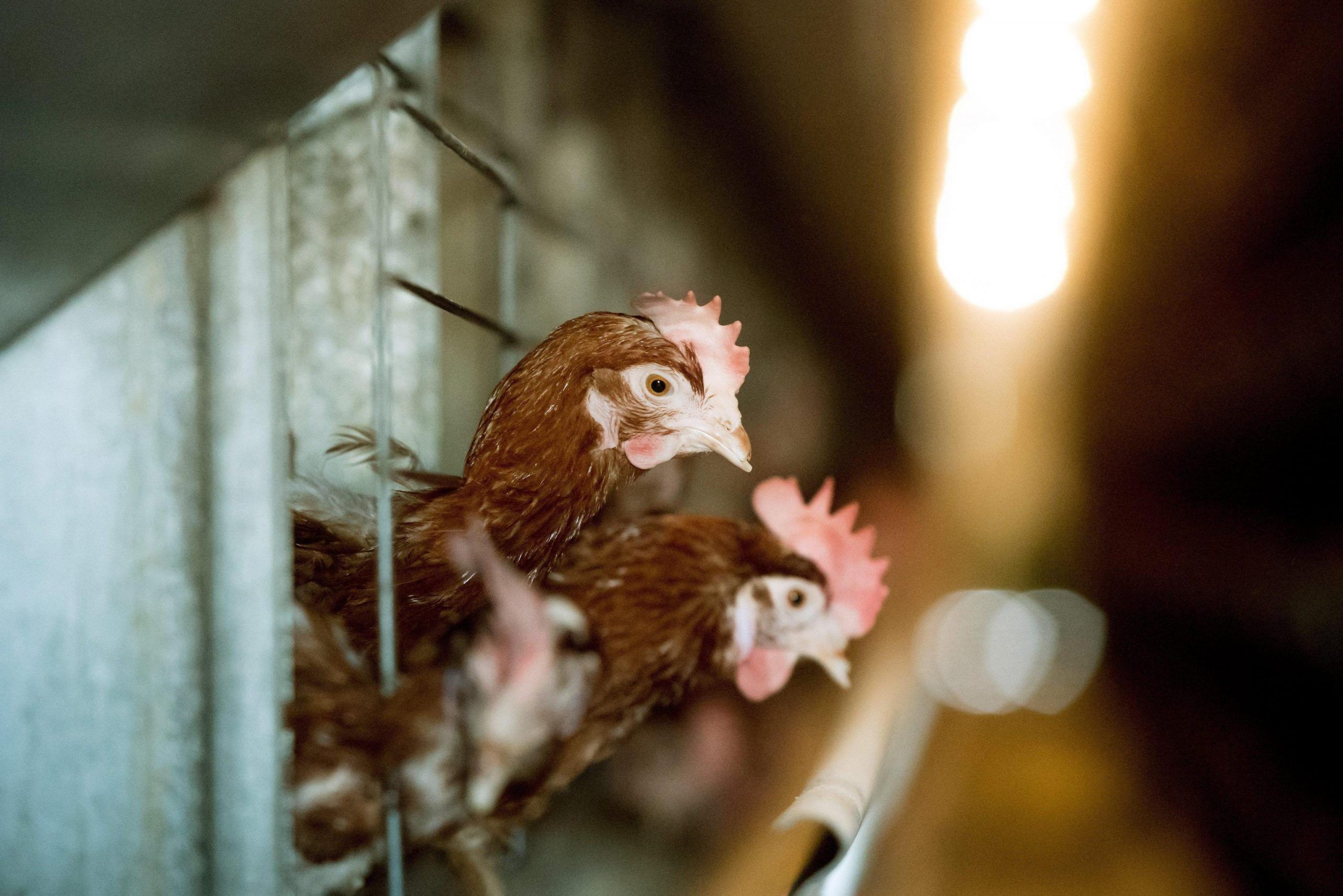 farmers keep poulty indoors against bird flu