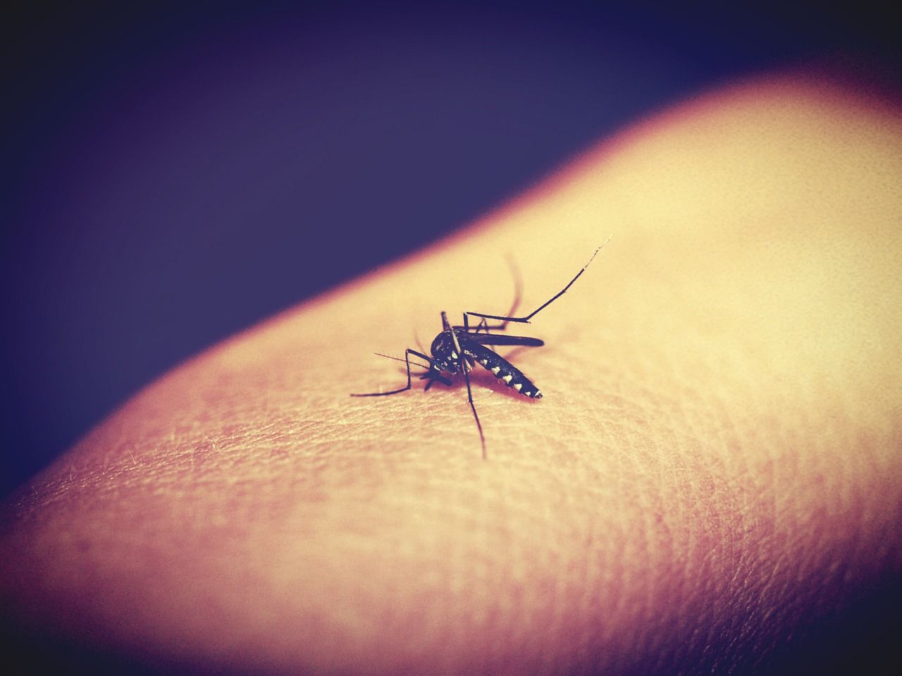 Malaria autoctona