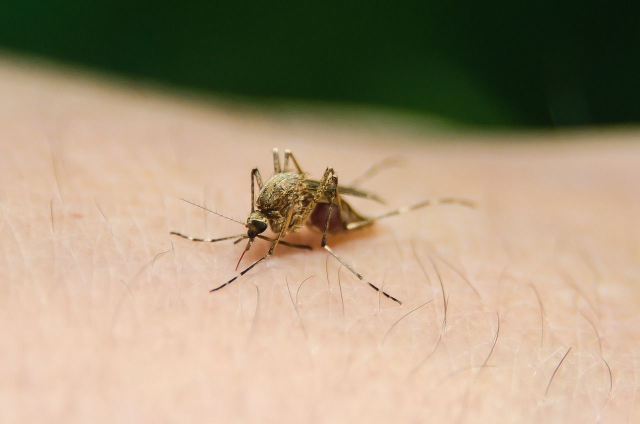 Malaria: il vaccino esiste? Tutto su profilassi, controindicazioni ed effetti collaterali
