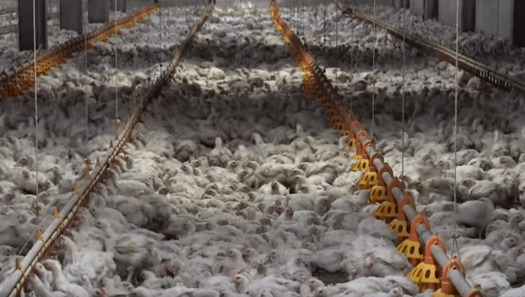 Allevamento intensivo di polli in Italia, consumi in crescita ma le associazioni denunciano: “Il benessere animale non c’è”