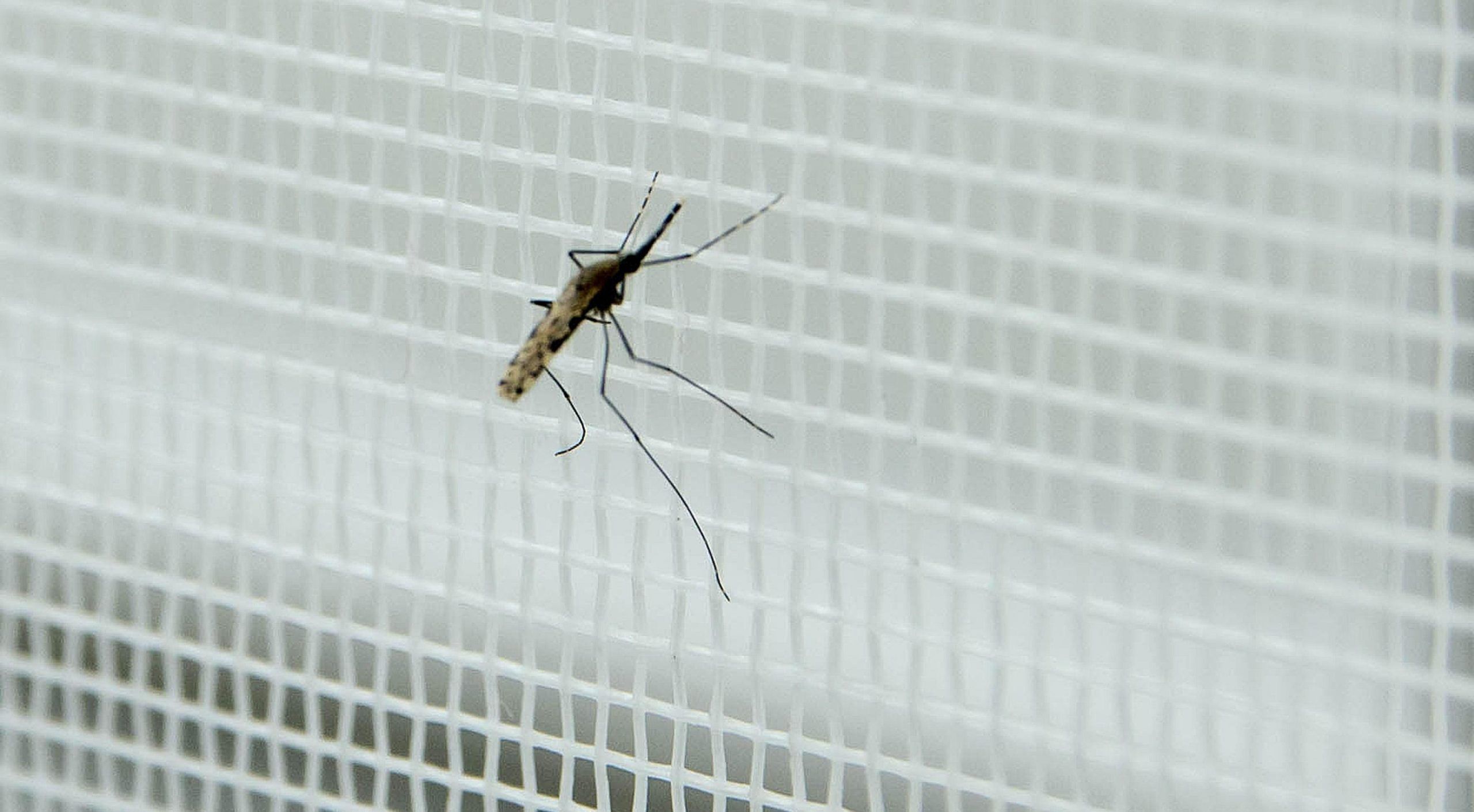 Bimba di quattro anni muore di malaria a Brescia: giallo sul contagio