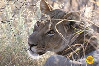 Un giorno di safari nel Kalahari Centrale in Botswana