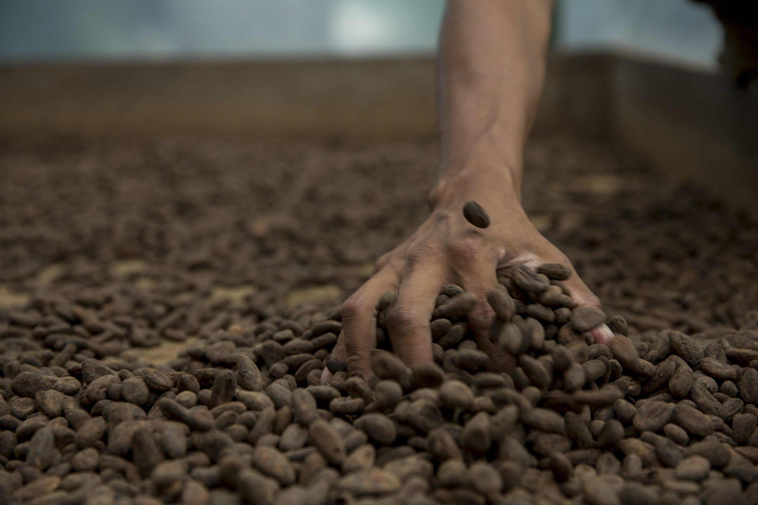 Il cacao rischia l’estinzione: niente più cioccolato tra 40 anni