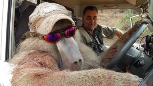 Cacciatore posa sorridente accanto a un babbuino morto: pestato dagli animalisti