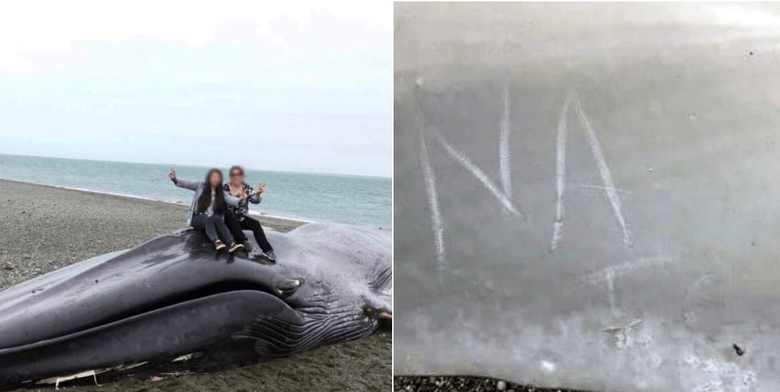 Selfie con una balena morta e incisioni sulla carcassa: indignazione in Cile