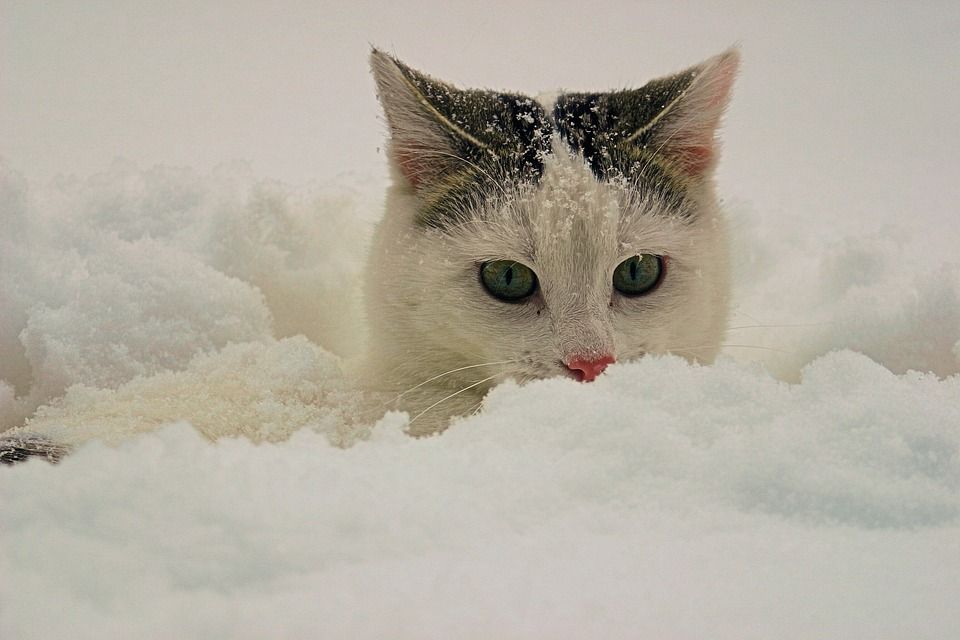 Gatti che vedono la neve per la prima volta