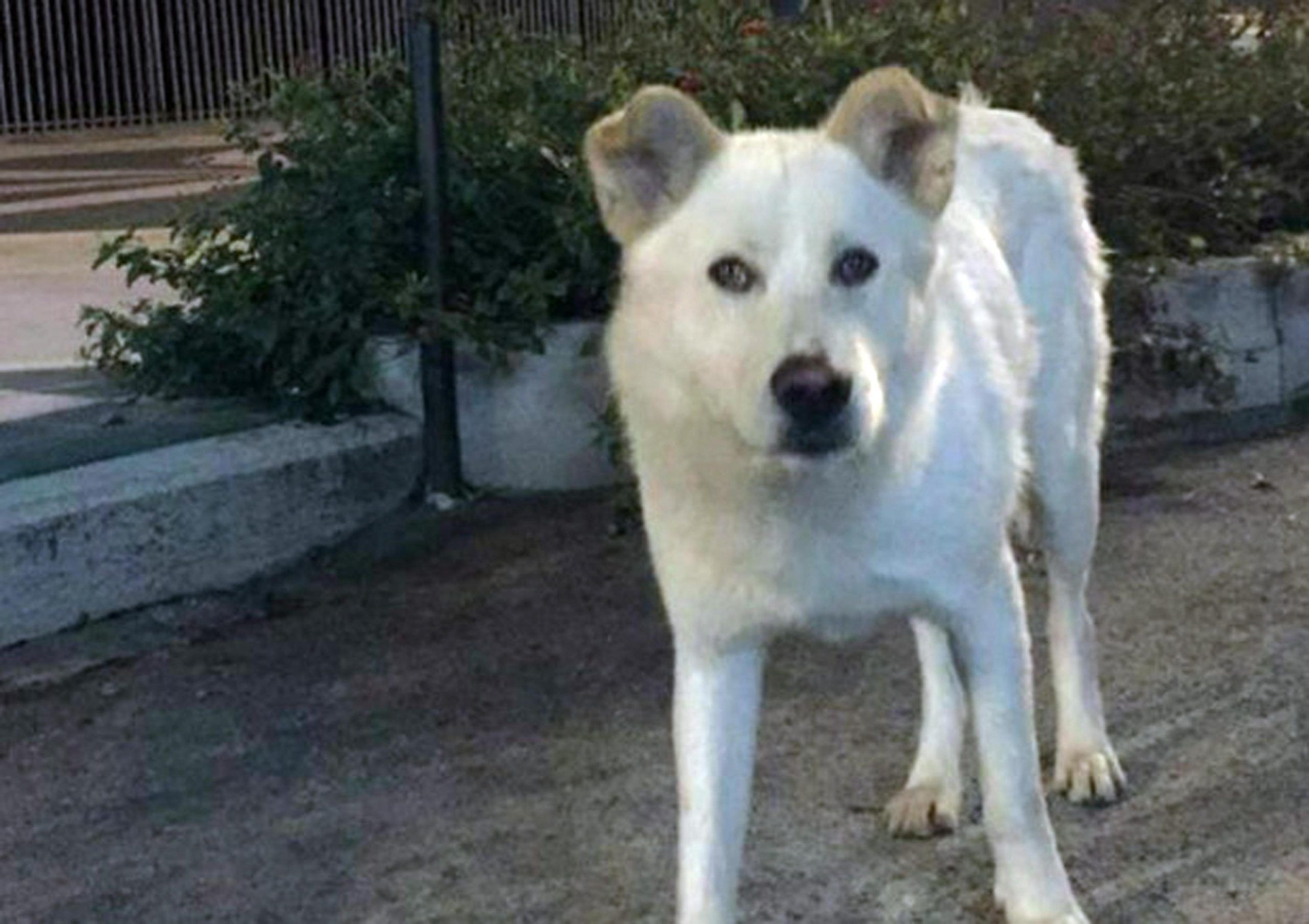 Cane Angelo ucciso in Calabria