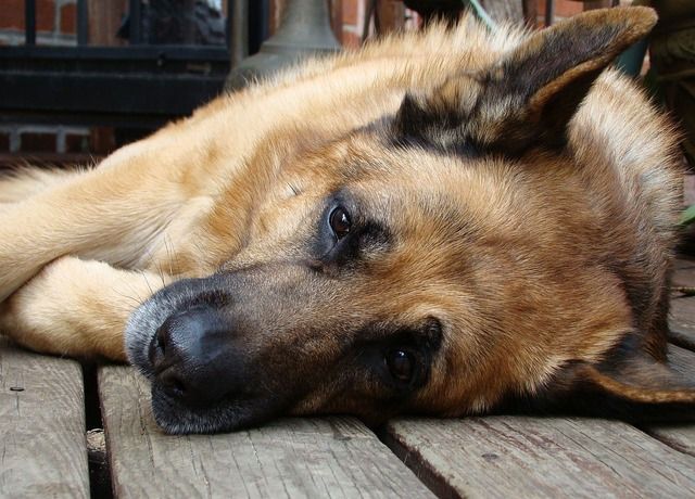 Pisa polpette avvelenate fanno strage di cani 8 pastori tedeschi uccisi