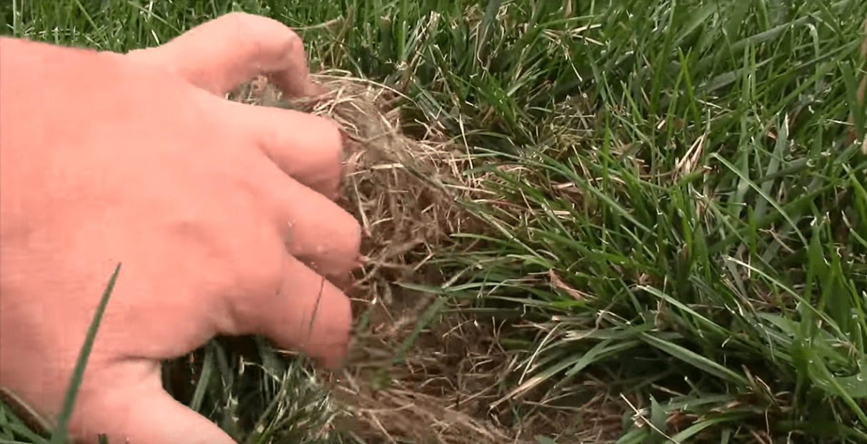 scava e trova conigli nel giardino