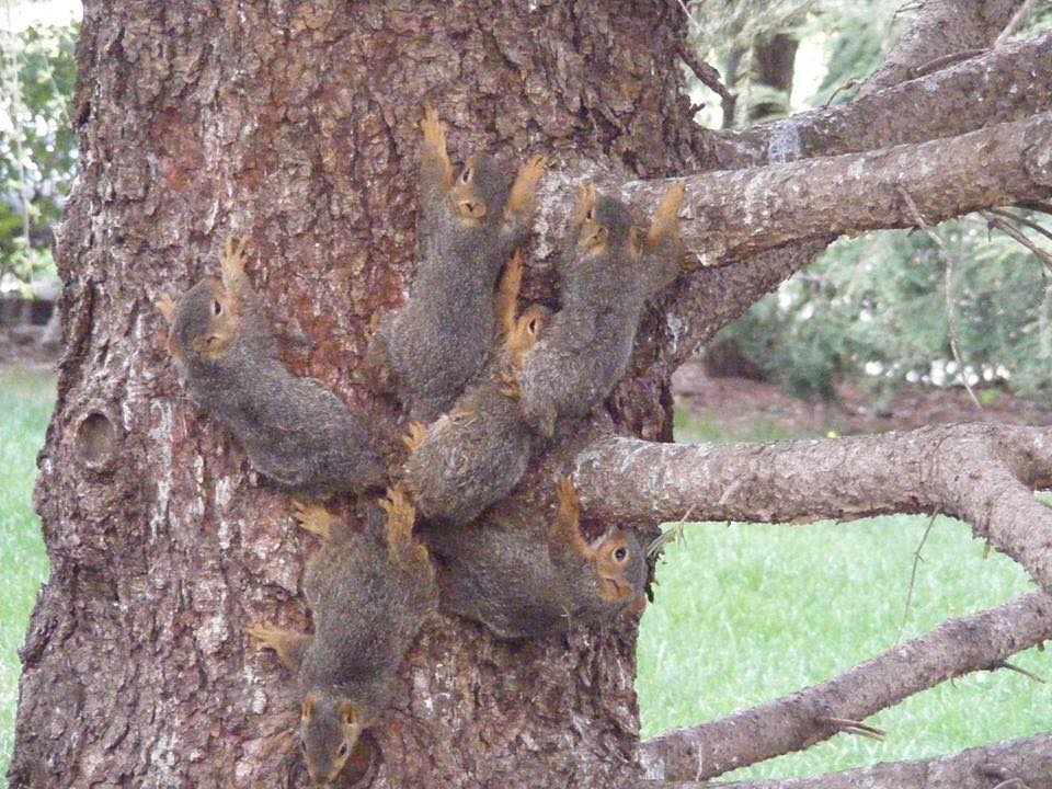 Che ci fanno sei scoiattoli attaccati al tronco di un albero?