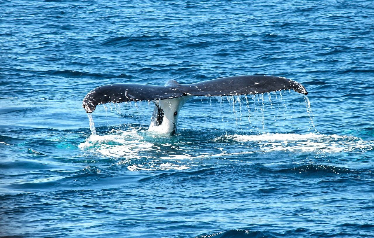 Balena avvistata nel mare della Calabria: ‘È grande il doppio della nostra barca’