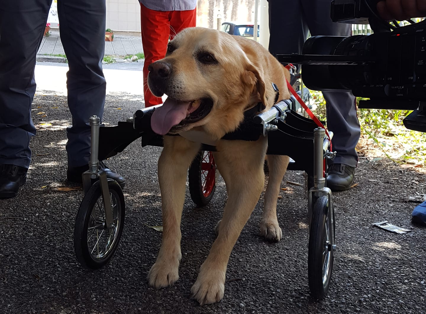 Vibo: morto Dylan, il cane tetraplegico che aveva ricevuto in dono il carrellino per muoversi