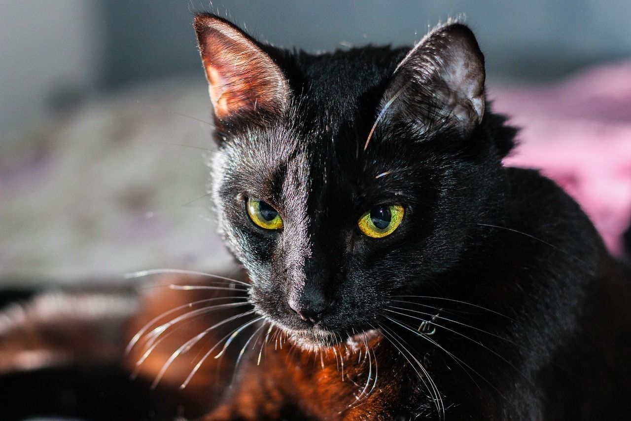 Nerone, il gatto nero che ha portato fortuna ai suoi padroni salvandoli dall'allagamento della casa