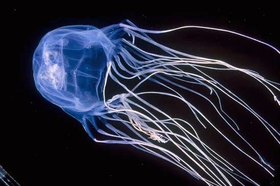 Muore a 7 anni per una medusa velenosa