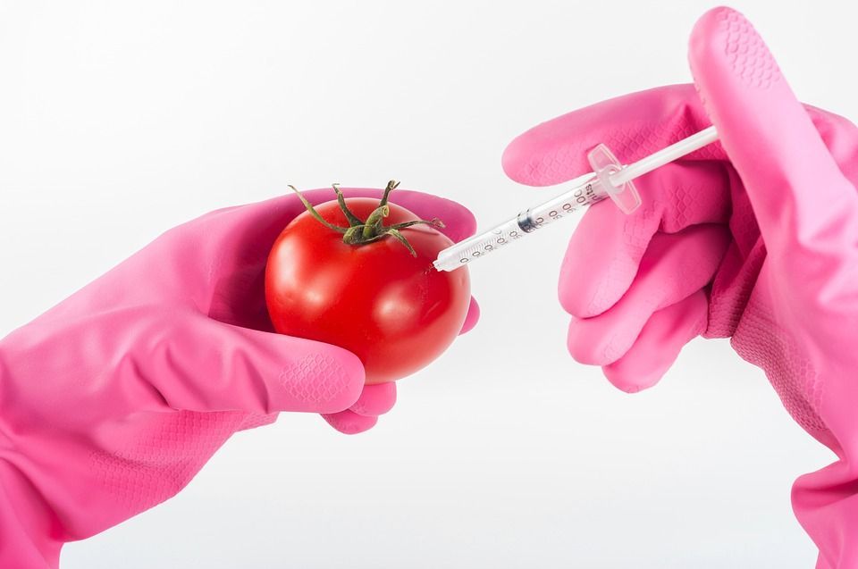 Cibo con OGM: tutto ciò che potremmo avere sulla tavola di geneticamente modificato