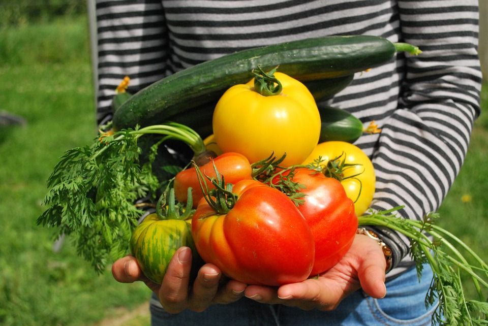 I sette vantaggi di coltivare il cibo a casa con il fai da te