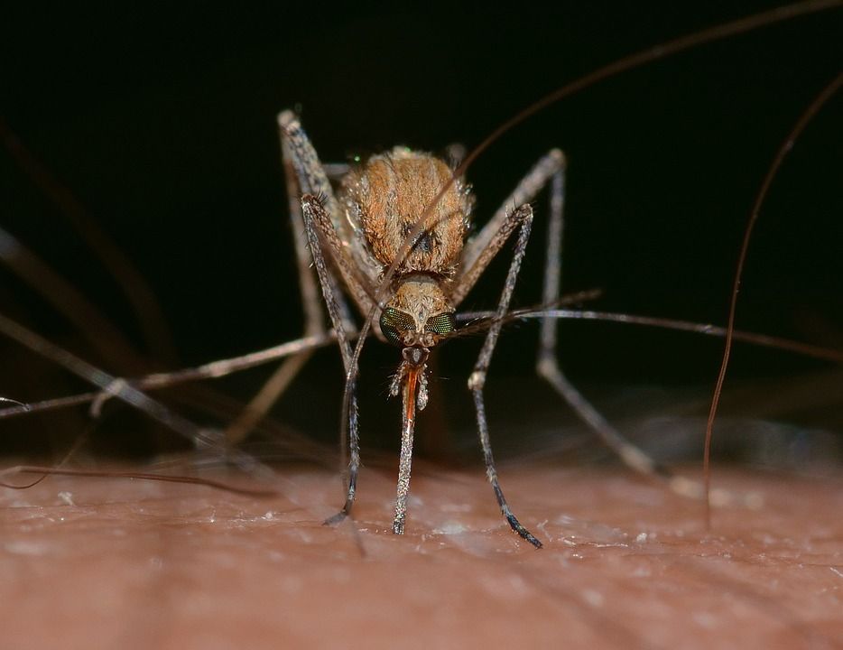 Malattie trasmesse da zanzare, pappataci, mosche e zecche