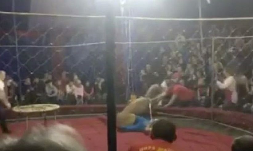 Paura al circo, il leone attacca la bambina nel pubblico