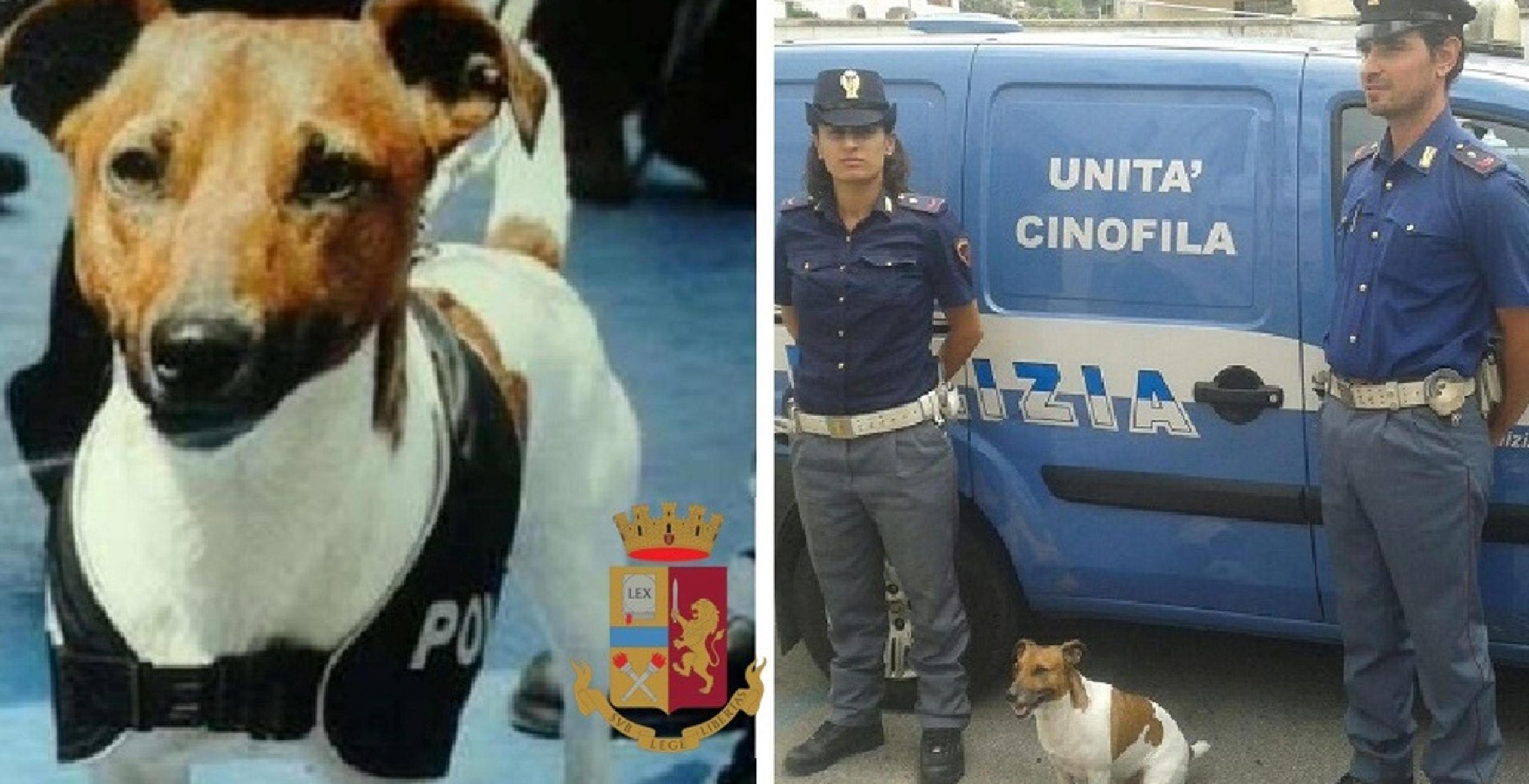 Pocho, cane antidroga condannato a morte dalla Camorra