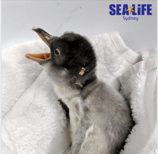 Australia, pinguino antartico nasce dopo essere stato covato da due maschi