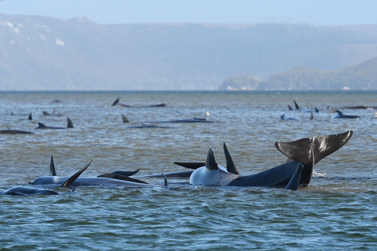 Tasmania, centinaia di balene spiaggiate: corsa contro il tempo per salvarle