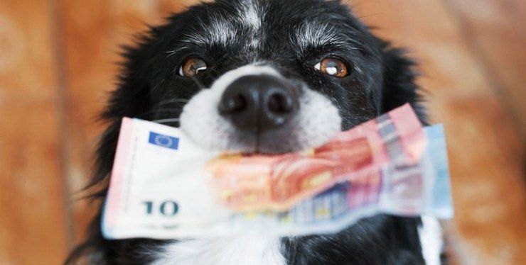 Cane con dei soldi in bocca