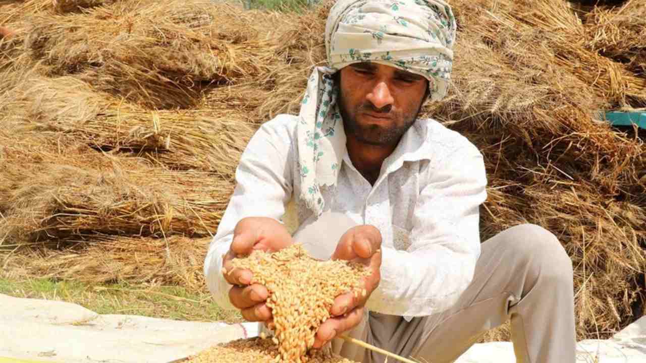 Un agricoltore indiano con il suo grano