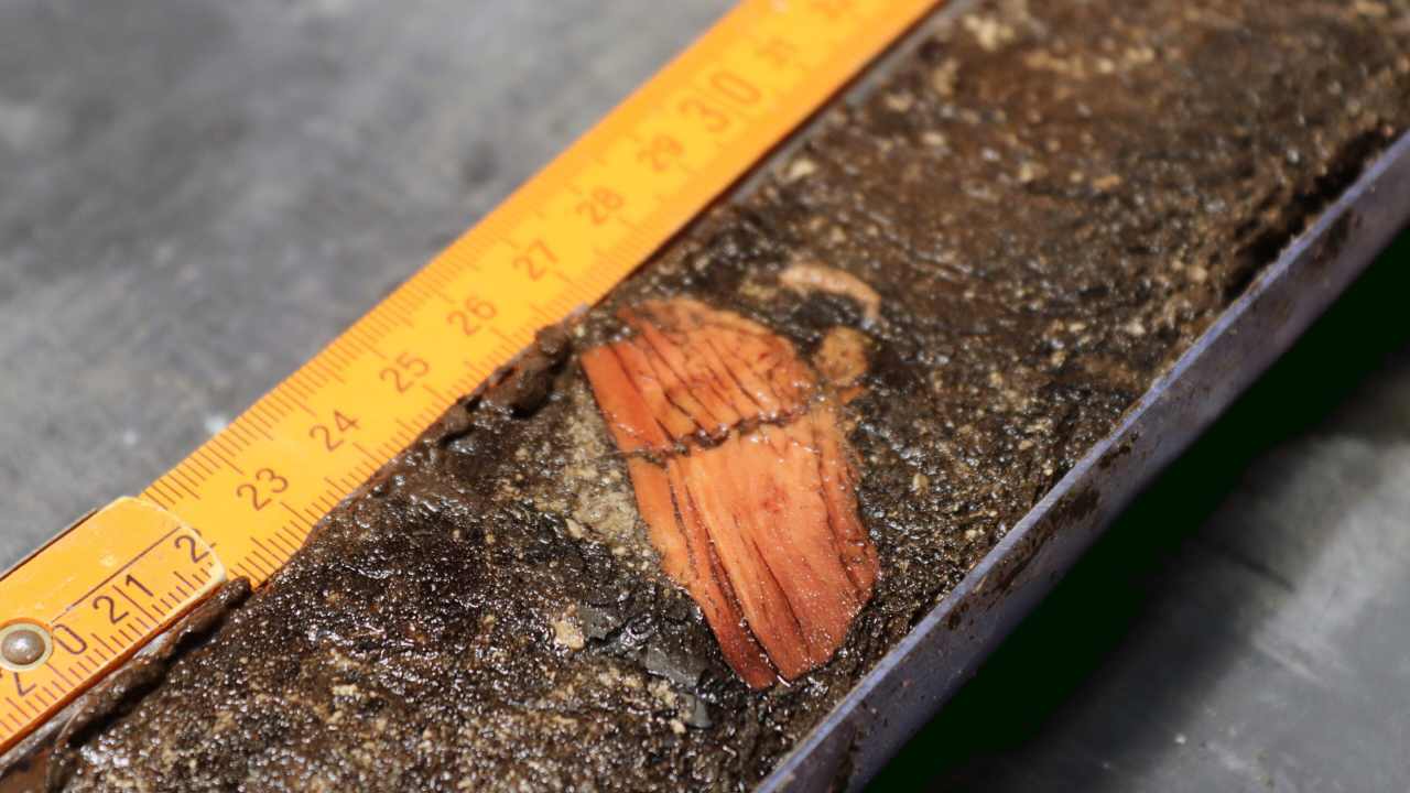 Una piccola porzione di ossa di Delfino che sono state ritrovate