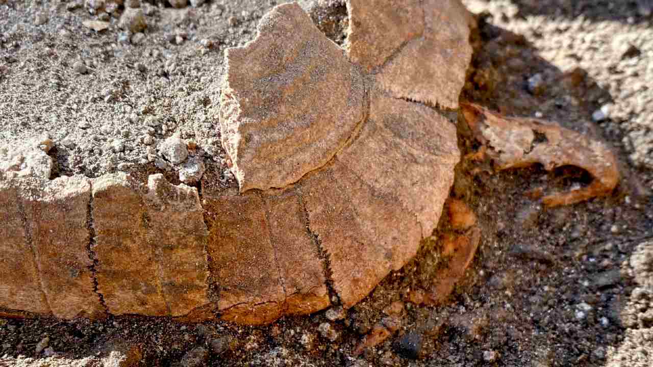 La tartaruga scoperta a Pompei