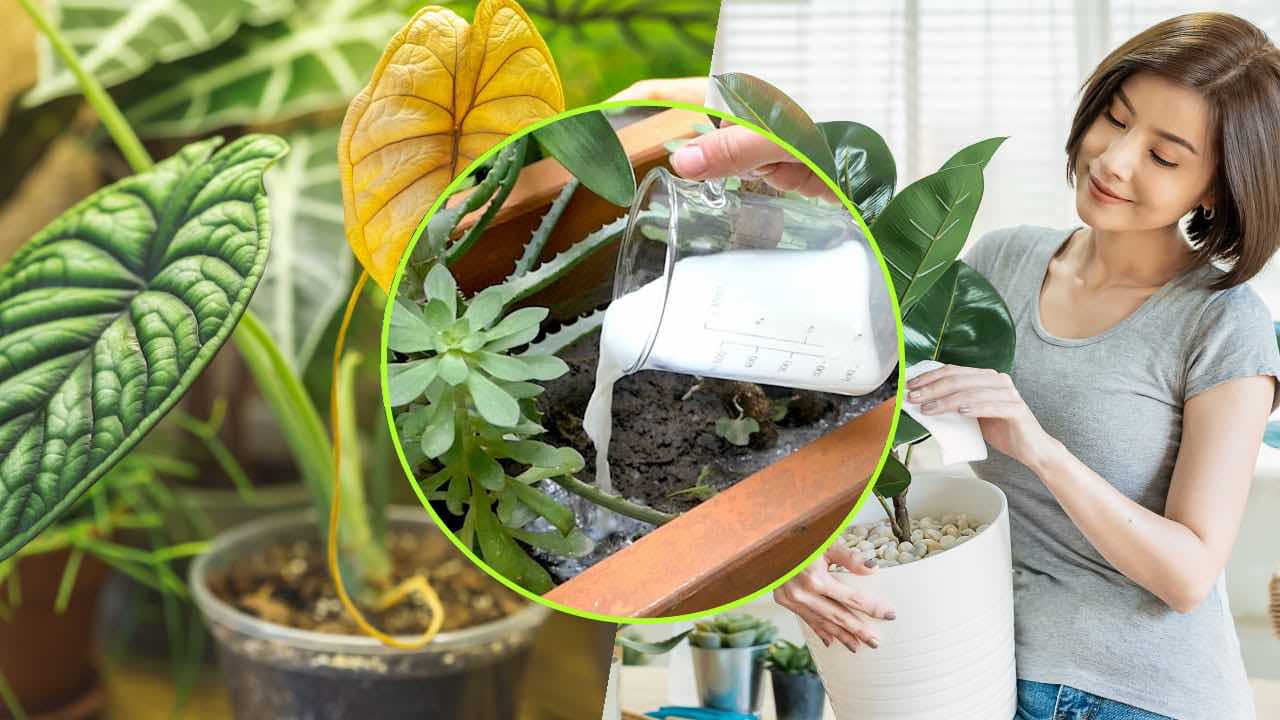 Come far riprendere le piante