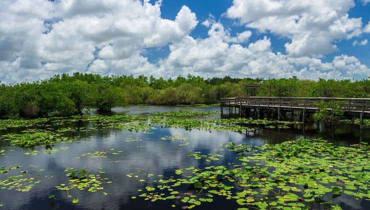 Parco Nazionale delle Everglades