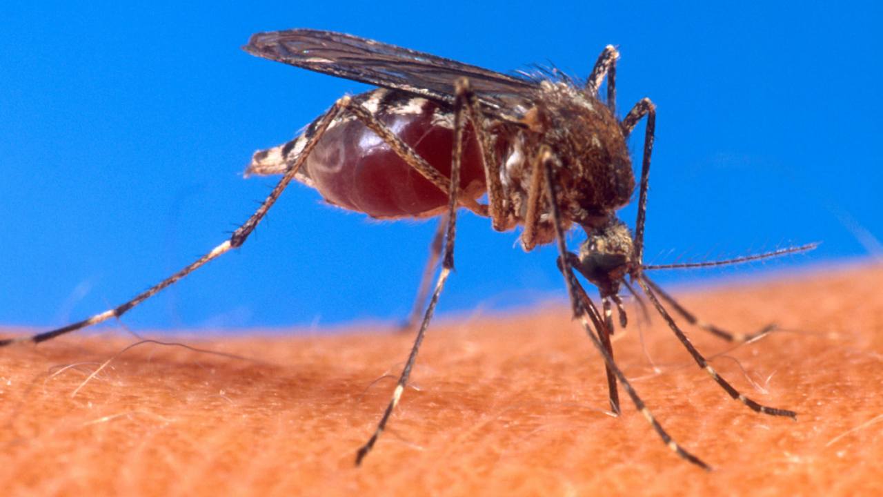 Zanzara Aedes (Febbre Dengue)