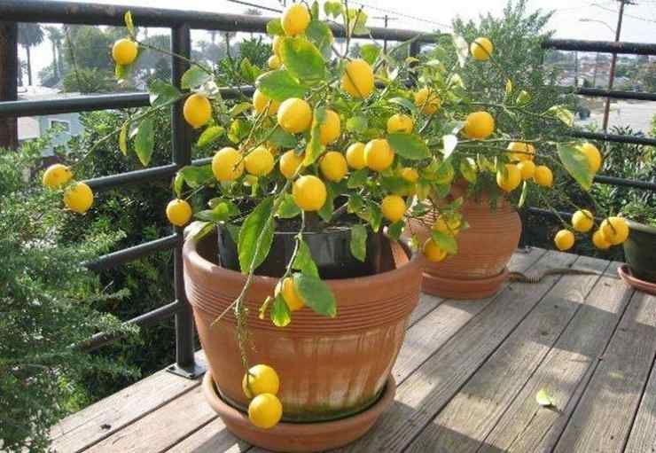 Albero di limone