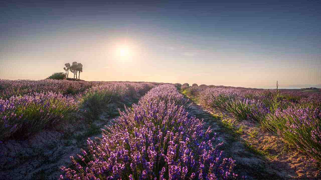 Lavanda in Italia