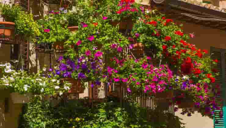 piante in balcone 