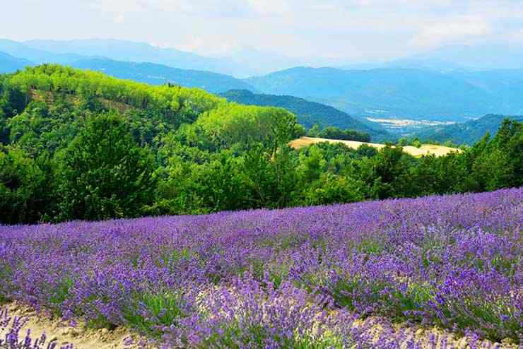 Lavanda di Sale San Giovanni