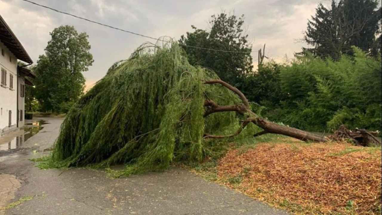 Albero caduto a causa dei temporali (foto facebook)
