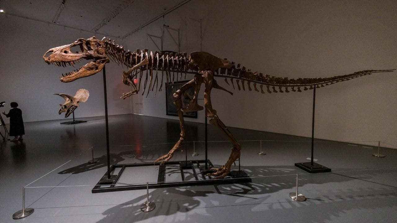 Scheletro di Gorgosauro