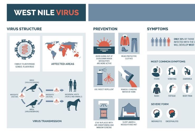 West Nile virus infografica