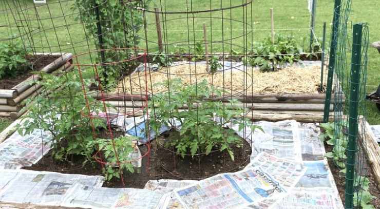 fogli di giornale giardino