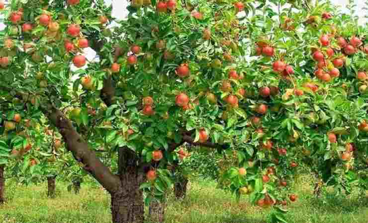 Parassiti stagionali