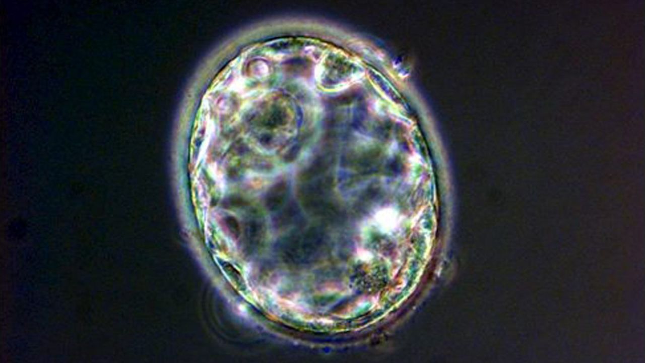 Embrione al microscopio