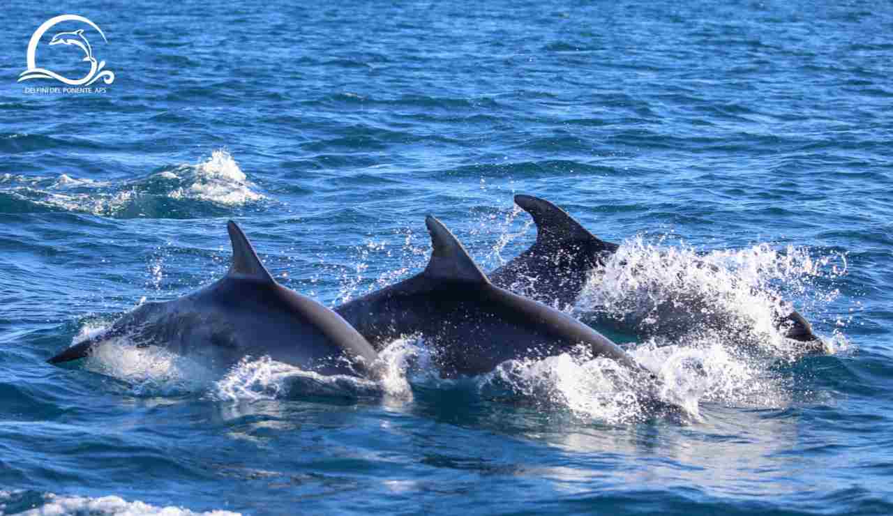 Gruppo di delfini di primo livello