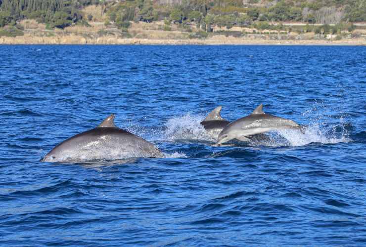 Gruppo di delfini