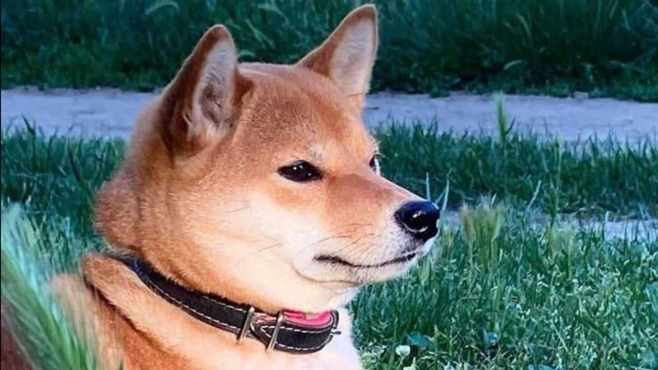 Margot, cane ucciso a Sciacca